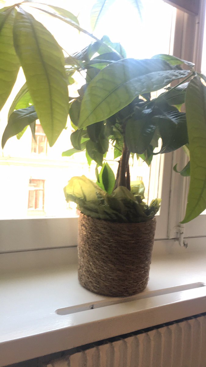Edenvik's tweet photo. Hörni, det var kul igår. Roligt att så många ville komma på vårat Trendseminarium med Stefan Nilsson. Nu gäller det att vi alla ser till att ha en samling och köper ett snyggt inneträd.  Ha en skön helg! #edenvik #trender2018 https://t.co/SP5cJ7qdA7