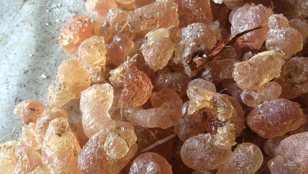 ReportageRFI's tweet photo. #E414 : les mystères d'une boule de #gomme africaine. Un @ReportageRFI de @ClaireFages #gomme #arabique #acacia https://t.co/piJaAn9NK8 https://t.co/QlGIGfd4pc