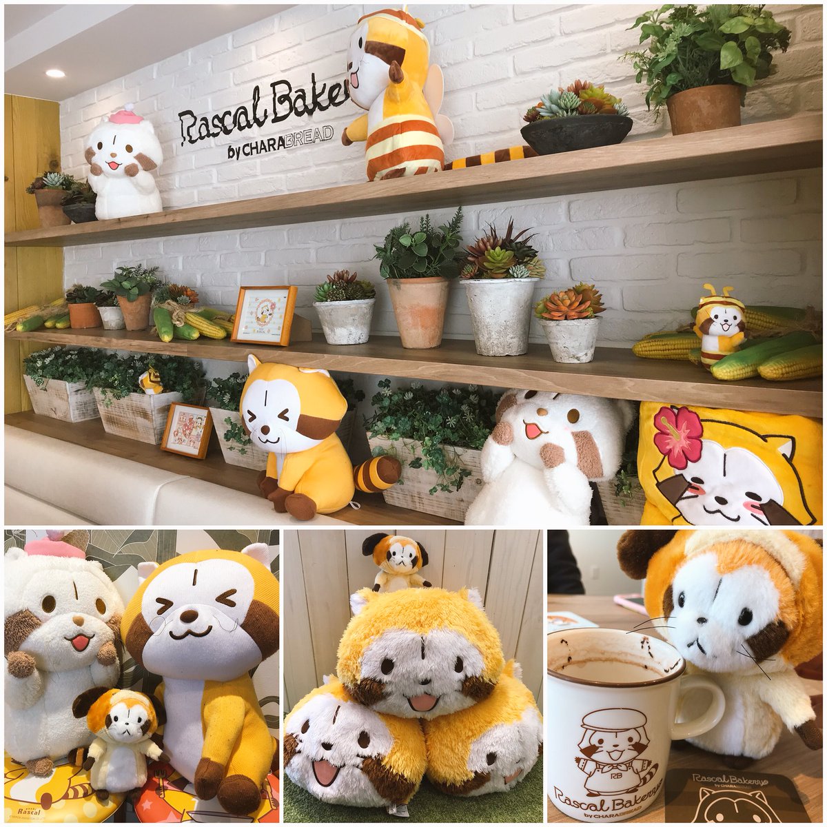 rrascal05's tweet image. ラスカルベーカリー♪
イートインで食べてたくさんのラスカルに癒されて来ましたぁ😍
ちなみに待ち時間なく入れました！
かわいすぎて美味しくて最高な時間だったミャ。笑
#ラスカル
#ラスカルベーカリー 
#吉祥寺