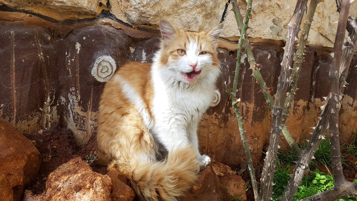 theAleppoCatmen's tweet photo. Meet our Fantastic Mr Fox .. the boss of our Ginger Gang in Aleppo 😍
#AleppoBeauty #CatFromAleppo #SyrianCats #HouseOfCatsErnesto #Sanctuary @theAleppoCatman https://t.co/kryfjknGzE