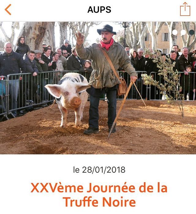 TourInProv_App's tweet photo. Dimanche, journée autour de la #truffe à #aups : marché aux #truffes , démonstration de #cavage , concours de #chienstruffiers et menu « truffe »proposé par tous les restaurateurs aupsois... #hautvar #verdon #var #provence #tourinprovence https://t.co/DxI7xebjrT https://t.co/2cnY3qAknX