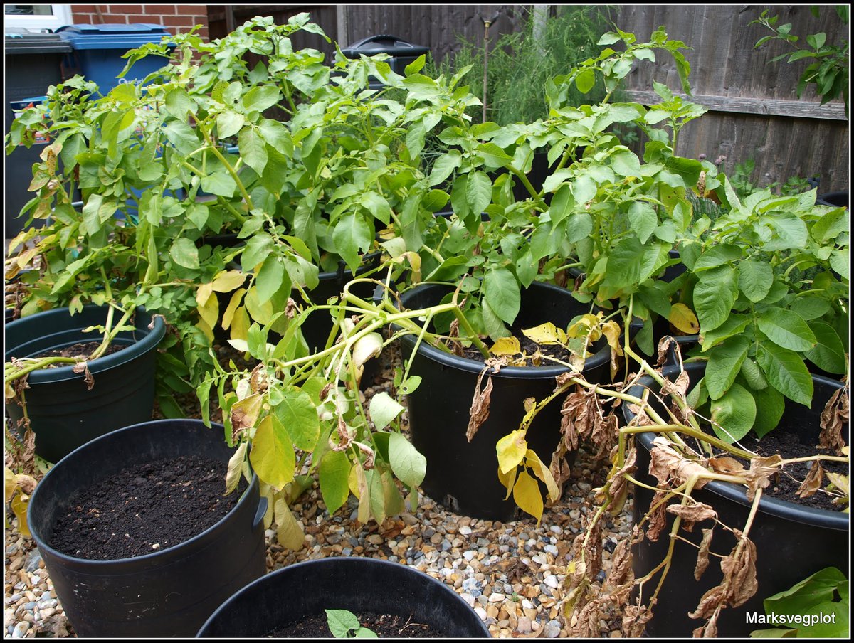Marksvegplot's tweet photo. Even if you don't have much space, you can still grow potatoes! https://t.co/QvZNhAYjkL https://t.co/lgbPvkqXNc