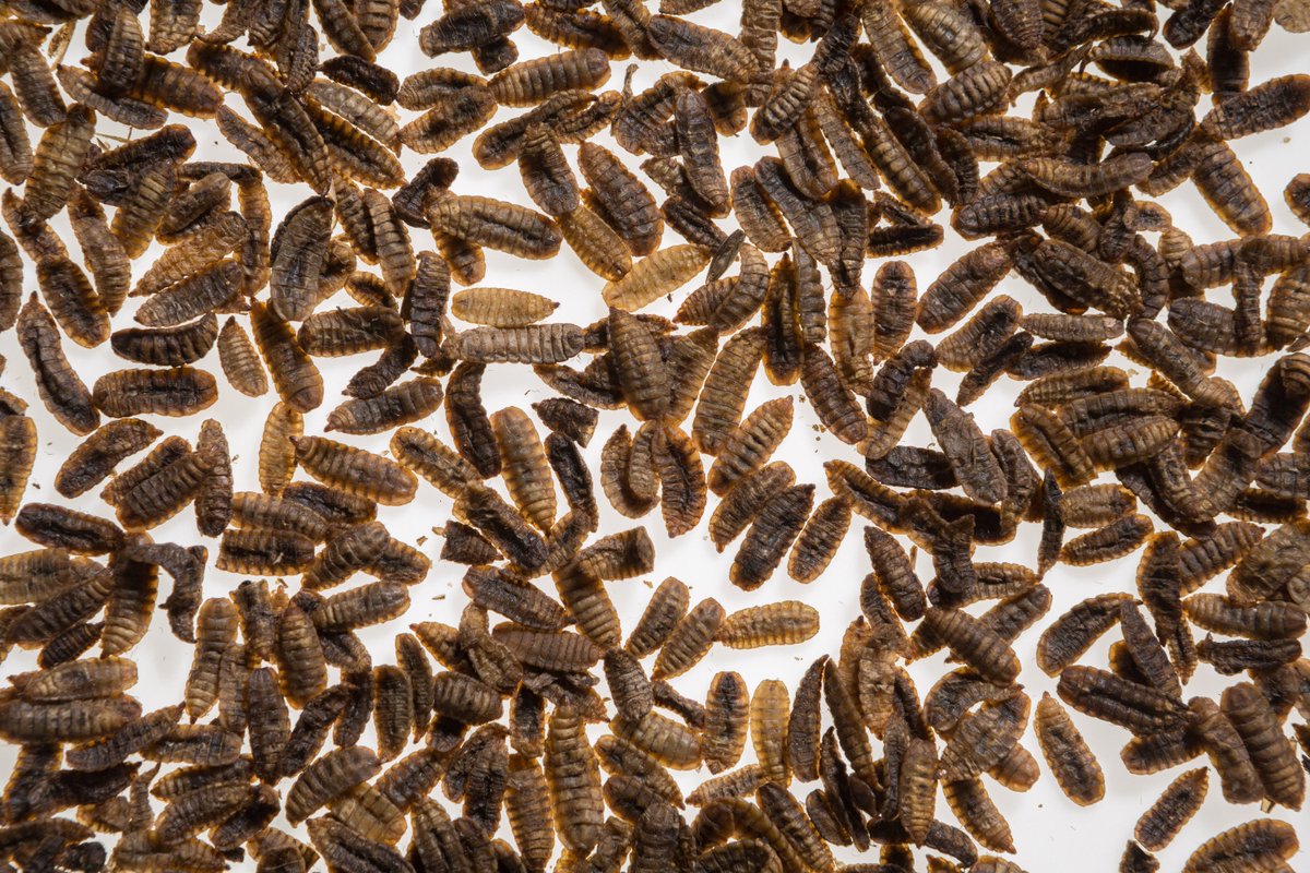 Wie ernähren wir uns in Zukunft? Wie erschließen wir alternative Proteinquellen? Das #DIL und die @bugfoundation geben die Antwort in einer spannenden Reportage. preview.tinyurl.com/y9tohxsc #insectfood #protein #sustainability #foodtech