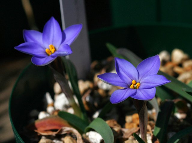 切ない花言葉 イフェイオン 星形の花が1輪ずつ咲き誇る花 南米では 寝るときにイフェイオン の花びらを枕の下に置いて 好きな人を夢に見たら両想いという花占いが存在します 花言葉は 星に願いを