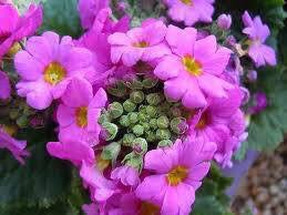 1月27日の誕生花