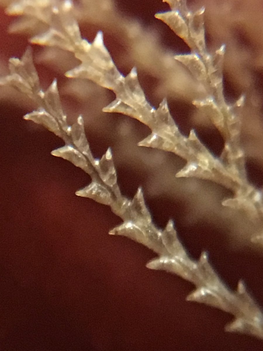 BeachBonkersHQ's tweet photo. 2/2 #Bawdsey #beachcombing Brilliant 1st #beachclean business networking event this morn revealed #seafir Close up shows site of each stinging cell; #sunstar & #seagooseberry #planetsuffolk #businessnetworking @MarkGlennMurphy @SuffolkAONB https://t.co/qHSRcHrGpQ