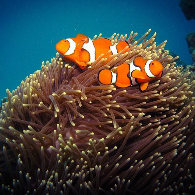 wanderlust_dad's tweet photo. Scuba diving the Great Barrier Reef. Backpacking Oz.😎🌏🌊 #nemo #australia #oz #greatbarrierreef #wonderful_places #traveladdict #travelblogger #traveller #travelling #globetrotter #letsgosomewhere #wanderlust #travelblog #exploretheworld #exploretocre… https://t.co/2R2qtw0Iw7 https://t.co/UpqtN1O6p0