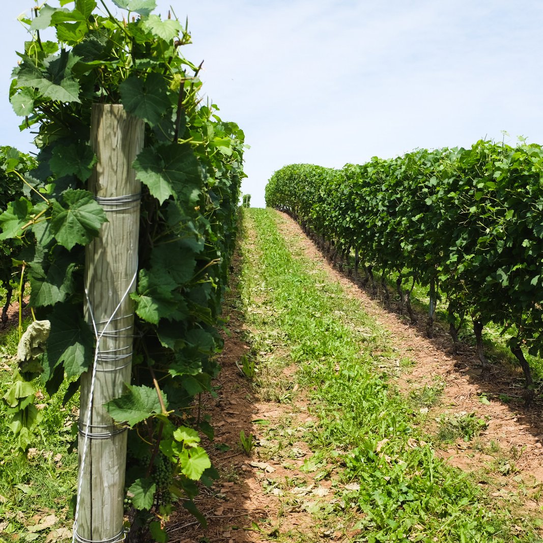 From lobster rolls to the best local #sparklingwine, check out our Sparkling Winos Guide to beautiful Nova Scotia Wine Country sparklin.wine/novascotia 😍🍾🇨🇦 #NSWine @WinesofNS <a href="/TasteofNS/">Taste of Nova Scotia</a>