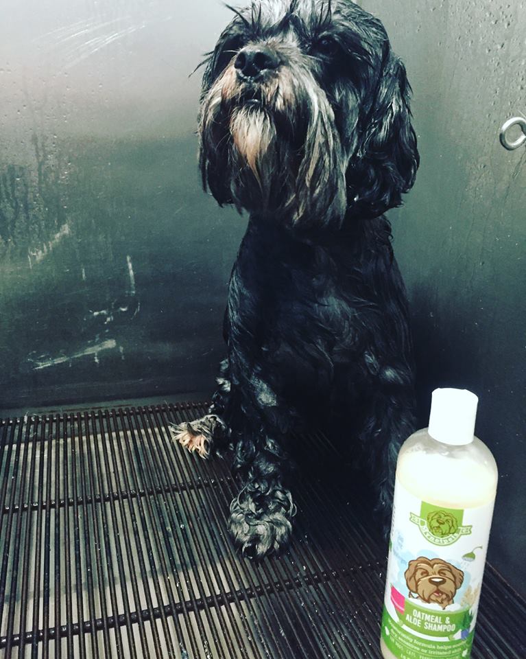 mynetpets's tweet photo. Another lovely piccie from @doggiedayspanm - Thanks for the support guys x
We're giving away a grooming kit to a lucky fur-mom or pop who shares a photo of their pup getting groomed. Just tag us and use #GroomingGiveaway... Good luck! https://t.co/41M5kapyPI