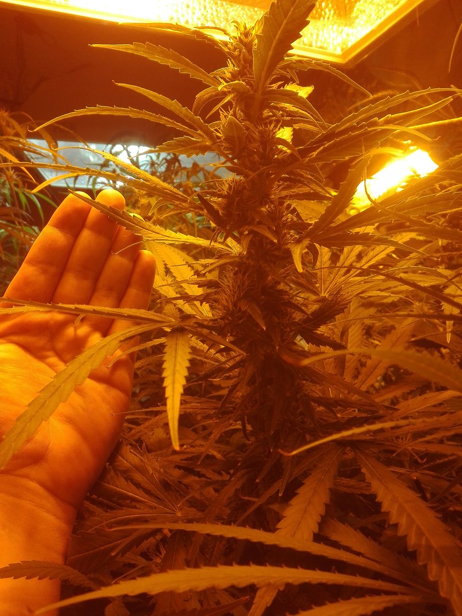 OrgaNack's tweet photo. Blessed Friday Everyone. Gonna end up with some big flowers. #RoyalCheese #FastFlower. Heading into week 5 of flower. The canopy is so high gotta use a ladder now lol🙇💚 #Relegalize #Cannabis #Hydroponics #StonerFam https://t.co/Xxpu5eaSeF