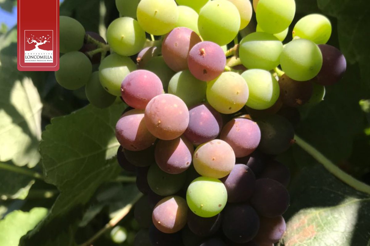 LoncomillaWines's tweet photo. "El sol a cuyo alrededor giran tantos planetas, no se olvida de hacer madurar a los racimos de uvas" 🌱🍇🍷 https://t.co/ZTHMKOuL27