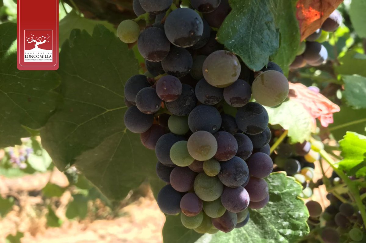 LoncomillaWines's tweet photo. "El sol a cuyo alrededor giran tantos planetas, no se olvida de hacer madurar a los racimos de uvas" 🌱🍇🍷 https://t.co/ZTHMKOuL27