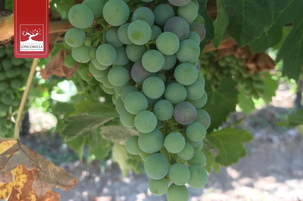 LoncomillaWines's tweet photo. "El sol a cuyo alrededor giran tantos planetas, no se olvida de hacer madurar a los racimos de uvas" 🌱🍇🍷 https://t.co/ZTHMKOuL27
