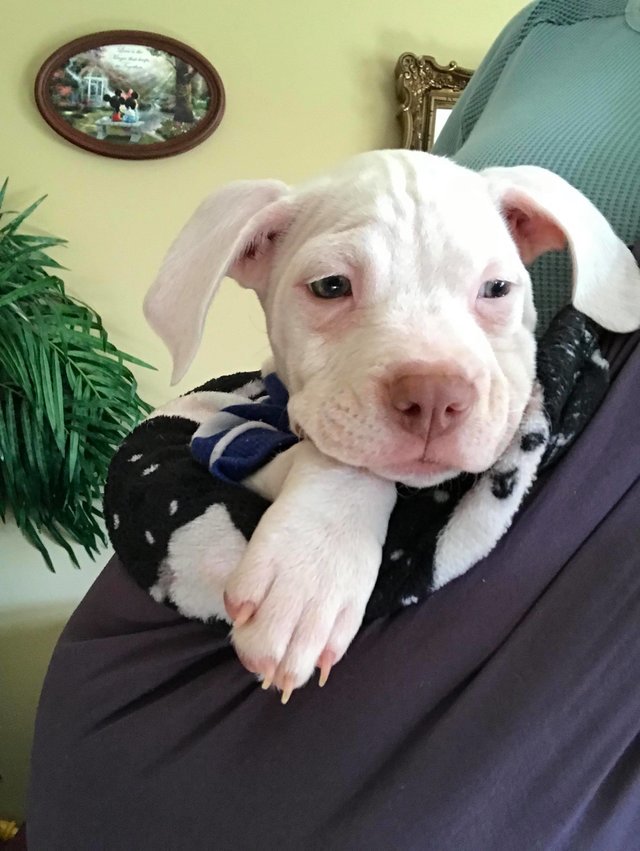 dburescue's tweet photo. Check out our little @dburescue boy Rhett in the @dodo article and find out why he is in a baby sling! https://t.co/hQrOCeSs8Y #pitbull #FridayFeeling #ADOPT #puppylove #PuppyBowl 😍😍😍 https://t.co/GQxlcIJsUB