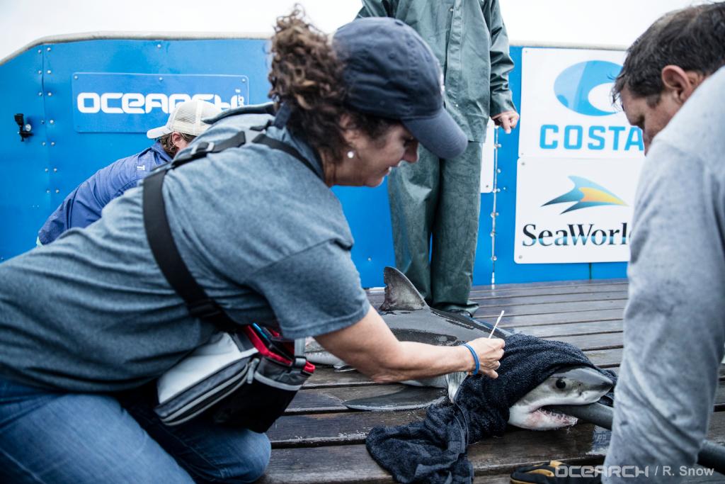 SeaWorld se enorgullece en anunciar nuestra asociación con <a href="/OCEARCH/">OCEARCH</a>. bit.ly/2ndBNsD