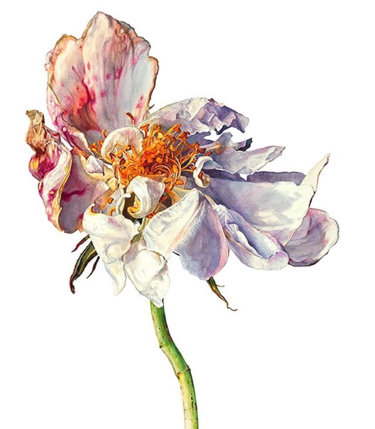 Coombe Gallery will be exhibiting this watercolour by Rosie Sanders at the fair. Fresh from the studio titled, ‘The Morning’s Light’. Be sure to have a look at the <a href="/Coombegallery/">Coombe Gallery</a> stand. #watercolour #artfair #worksonpaper #wop18