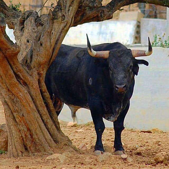 Pureza y Casta tweet media