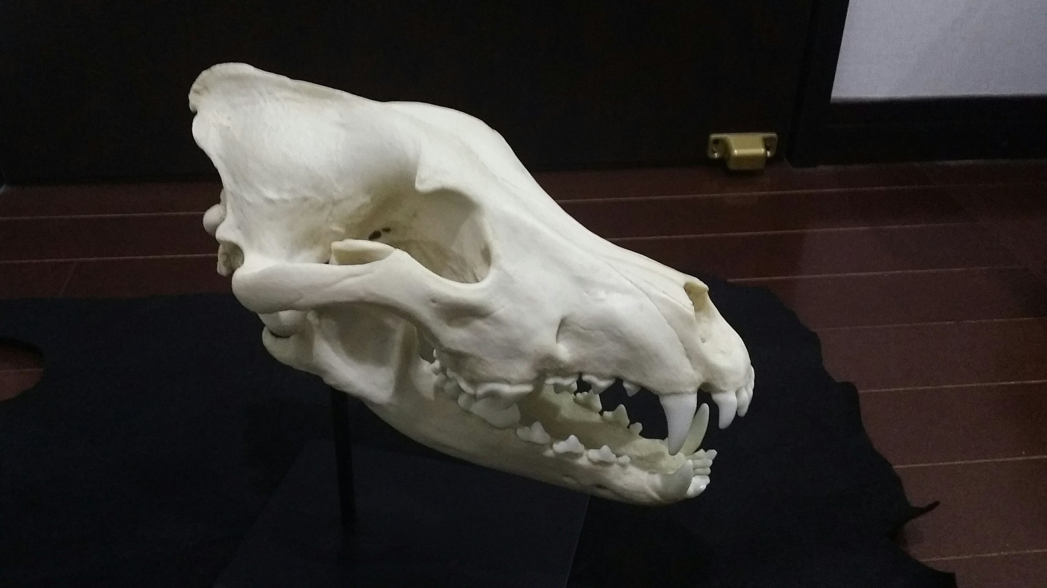 犬和紙 狼の骨のレプリカを買いました とうとう シベリア狼雄 重さも再現してるらしい いやぁ買ってよかった高かったけど デッサンしまくるぞぉぉぉ 売上金を貯めて買ったので 皆さんの応援のおかげでもあります 本当に感謝です これからも頑張り