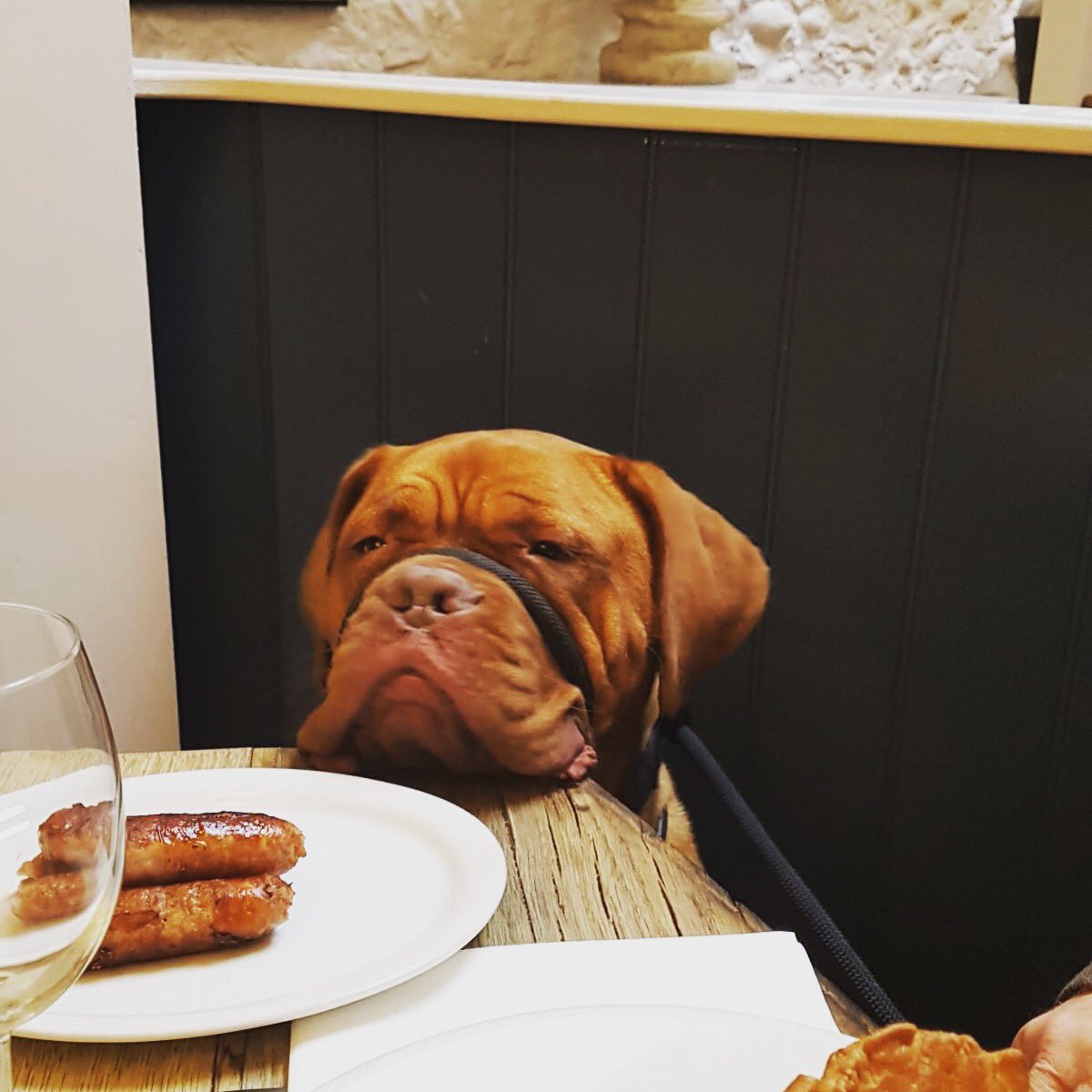 SAUSAGES #dogsoftwitter #dogs #Countryside #norfolk #dogfriendly #tkh #countryhosts