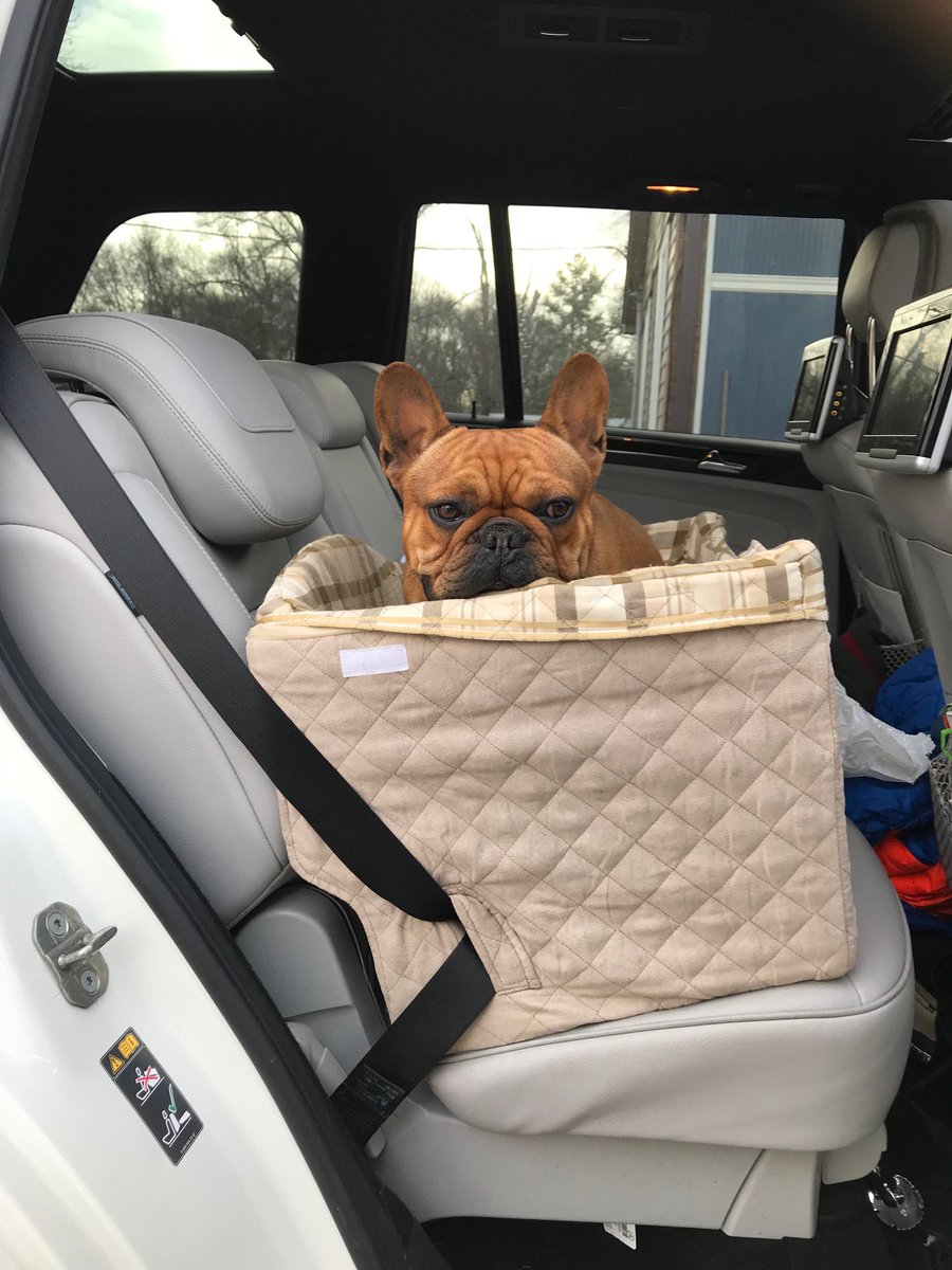 shelliraescott's tweet image. Pickles car seat