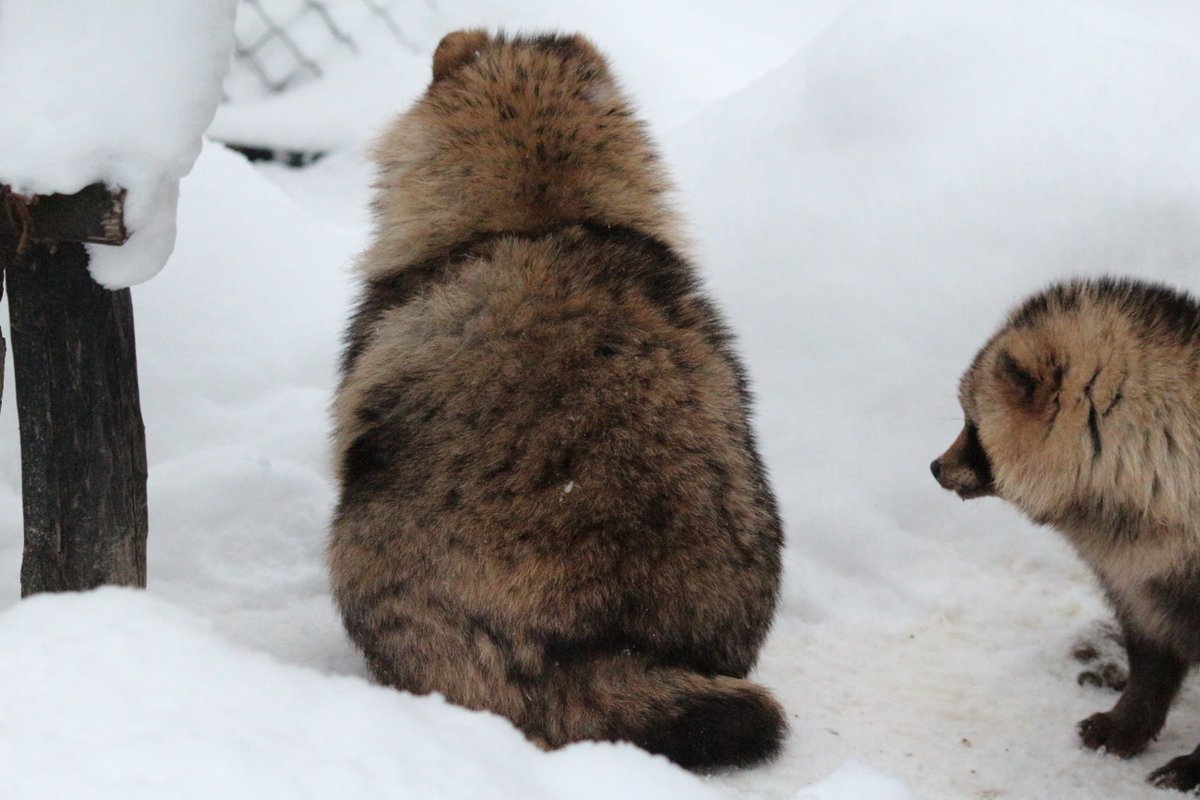 雪国のたぬきってかわいいエゾタヌキがもふもふしててお尻もかわいいw 話題の画像プラス