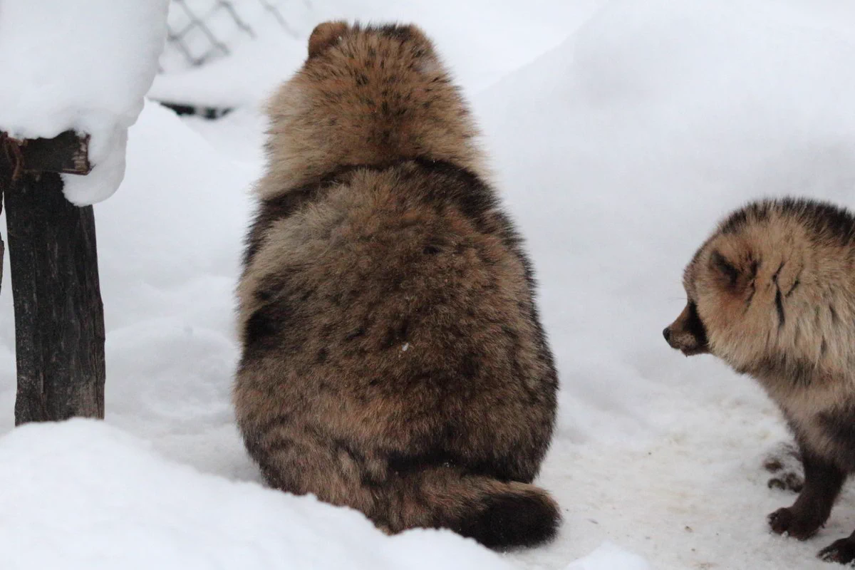 雪国のたぬきってかわいいwwエゾタヌキがもふもふしててお尻もかわいいw