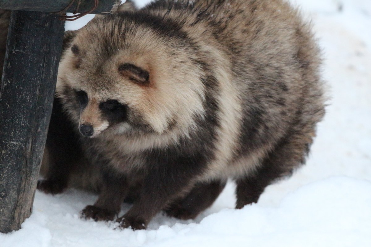 たぬき かわいい 画像 Krob