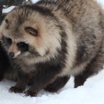 雪国のたぬきってかわいいwエゾタヌキがもふもふしててお尻もかわいいw
