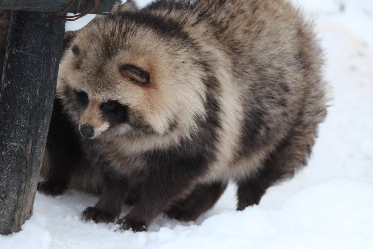 雪国のたぬきってかわいいwwエゾタヌキがもふもふしててお尻もかわいいw