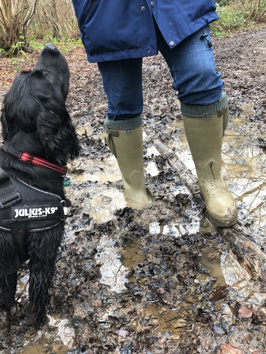 thingy1967's tweet photo. Thanks goodness for my @LeChameau1927 wellies from the lovely boys @ODSLewes Needed them in the woods this morning #AbbottsWood #MuddySpaniel https://t.co/fsPcPkZcy1