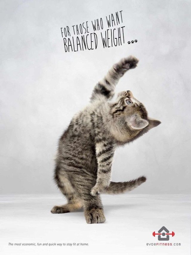 promup24's tweet photo. Очень милая реклама фитнес-центра от Evdefitness 😺

Отличный пример того, что реклама не только преследует свои цели, но и может здорово развлечь.

#созданиепродвижениесайта #бизнессевастополь #бизнес #стартап #предприниматель #seo #promup24 https://t.co/E7rv8oLpPj