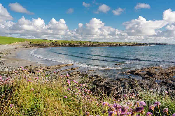 New artwork for sale! - "whitestand in Bloom" - fineartamerica.com/featured/white… <a href="/fineartamerica/">Fine Art America</a>