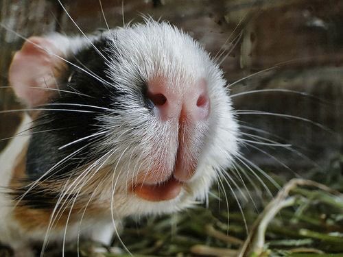 DailyGuineaLips's tweet photo. *sees hooman quietly and patient setting up the perfect shot of da piggy*

OH HAI BIG HAIRLESS BUDDY! HOW YOU DOIN? WHATS THIS THING?? CAN I EAT IT?! *sniff* #guineapig #cavy #guineapiglips https://t.co/UyanvrNJKg