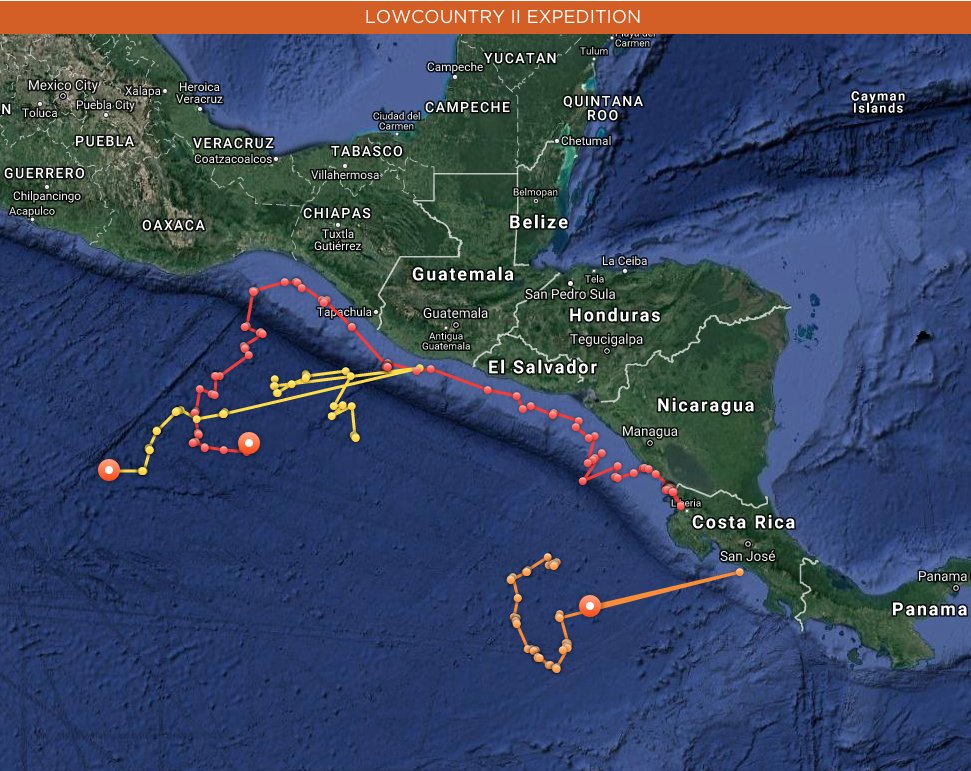 OCEARCH's tweet photo. Olive Ridley sea turtles π’ Margarita (Yellow), Jessica (Orange), and Venus (Red) are up and pinging! https://t.co/8n7lDGAiz9 #TAMUTurtles https://t.co/okzR0TCicK