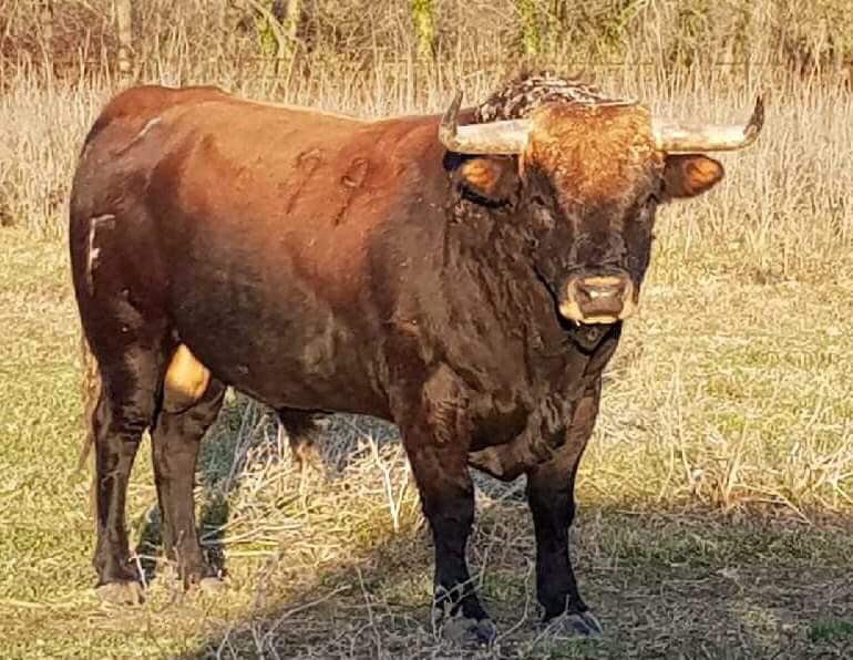 Eleveurs3's tweet photo. #TorosdeFrance Voici les toros retenus pour la corrida concours de la Feria de la Crau à Saint Martin : Hubert Yonnet, Olivier Fernay, Pagès-Mailhan... #Yonnet #Fernay #Mailhan https://t.co/Z4KJL4HvZT