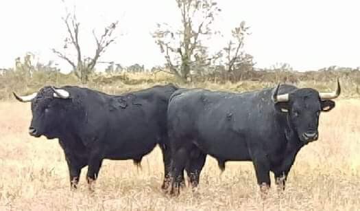 Eleveurs3's tweet photo. #TorosdeFrance Voici les toros retenus pour la corrida concours de la Feria de la Crau à Saint Martin : Hubert Yonnet, Olivier Fernay, Pagès-Mailhan... #Yonnet #Fernay #Mailhan https://t.co/Z4KJL4HvZT