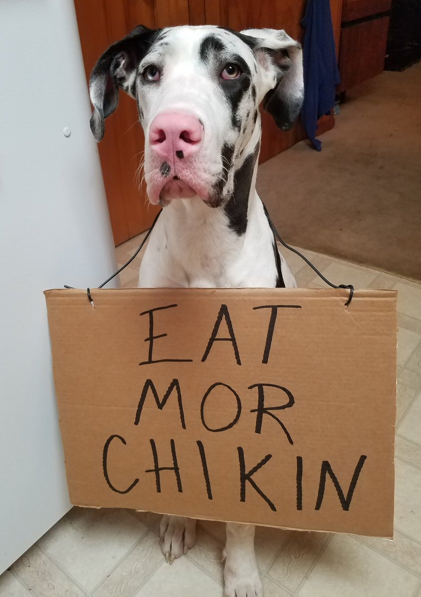 vanessamarcum's tweet photo. @barkbox My dog is a genuine smile. https://t.co/e0DB4wJXpP