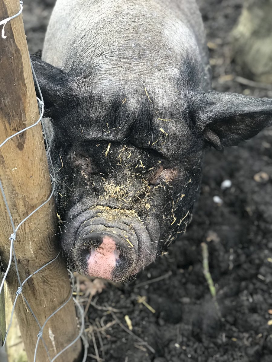 TheDistants's tweet photo. Mucking about in the farm #PunIntended 

#TheDistants #shortfilm #syfy #thriller #rock#film #setdesign #TVAndFilm #Casting #Pigs #Animals #cute #Film https://t.co/uBCBqg0w7m