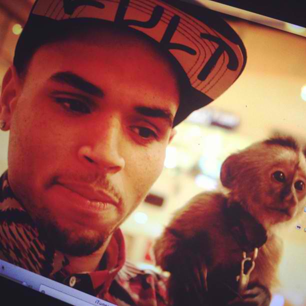 OZRadioJakarta's tweet photo. OZzers @chrisbrown terancam kembali berurusan dengan hukum. Kali ini bukan karena pemukulan atau tindak kekerasan lainnya, melainkan gara-gara memelihara seekor monyet. nahhh lengkapnya gimana mending dengerin terus #ROOTSBLOCK https://t.co/HIBUki2lMU