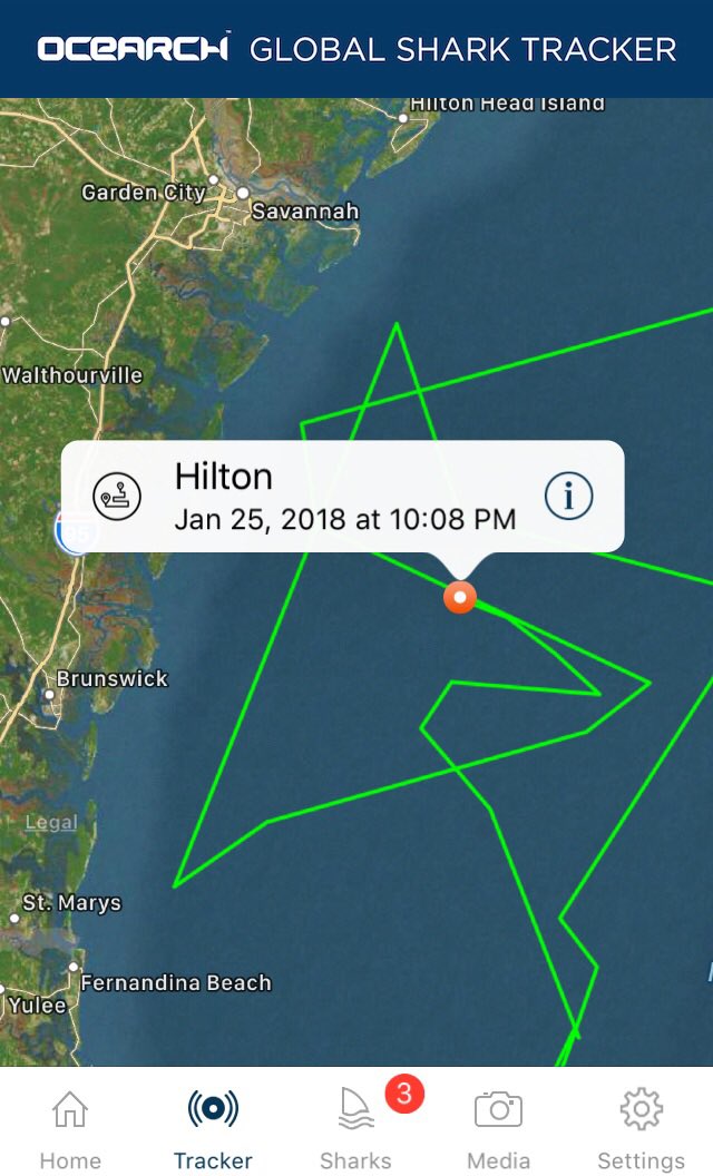 HiltonTheShark's tweet photo. Yoo-hoo @OCEARCH! I’m over here 👋 https://t.co/TMPKlojG0b @ChrisOCEARCH #pingmachine https://t.co/im7wc6lgP7