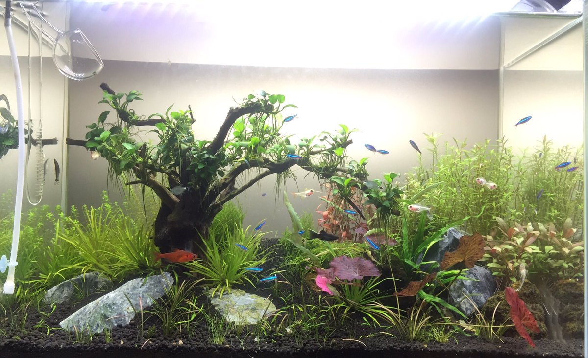 あおき ジブリが好きなんですよ そこから森 木となり屋久島 みたいなイメージてレイアウトしてるのです 渓流を切り取って水槽で表現って難しい感じしますね 頭の中を形に出来ると楽しいですよね W