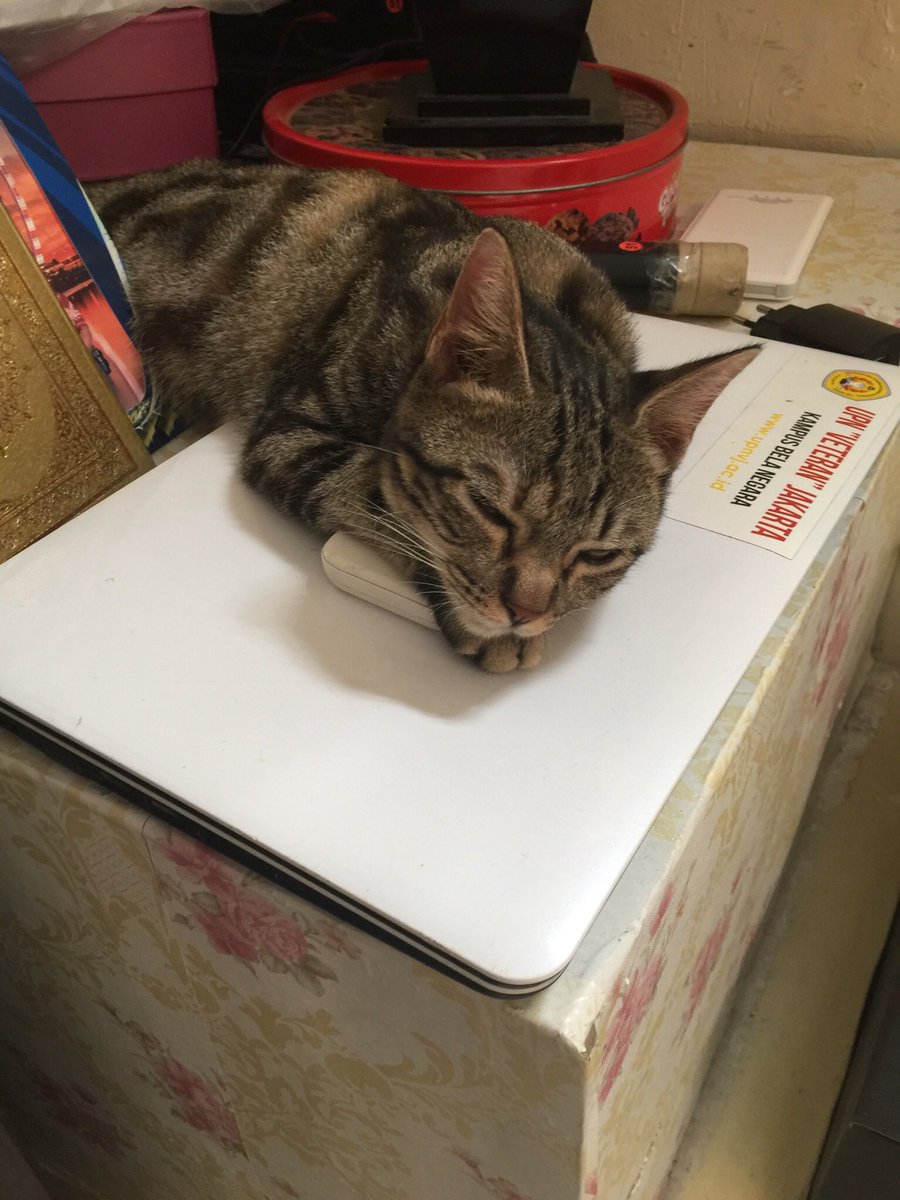 [HELP RT] Telang hilang kucing peliharan saya. 
Nama : Puuus
Corak : Belang-belang seperti di foto, pakai kalung merah,ada loncengnya.
Lokasi hilang sekitar Kampung Baru,Kebon Jeruk. 
Kalau ada yg lihat di jalan/ nemu ada yg berusaha jual,mohon hubungi saya. Terimakasih banyak 🙏