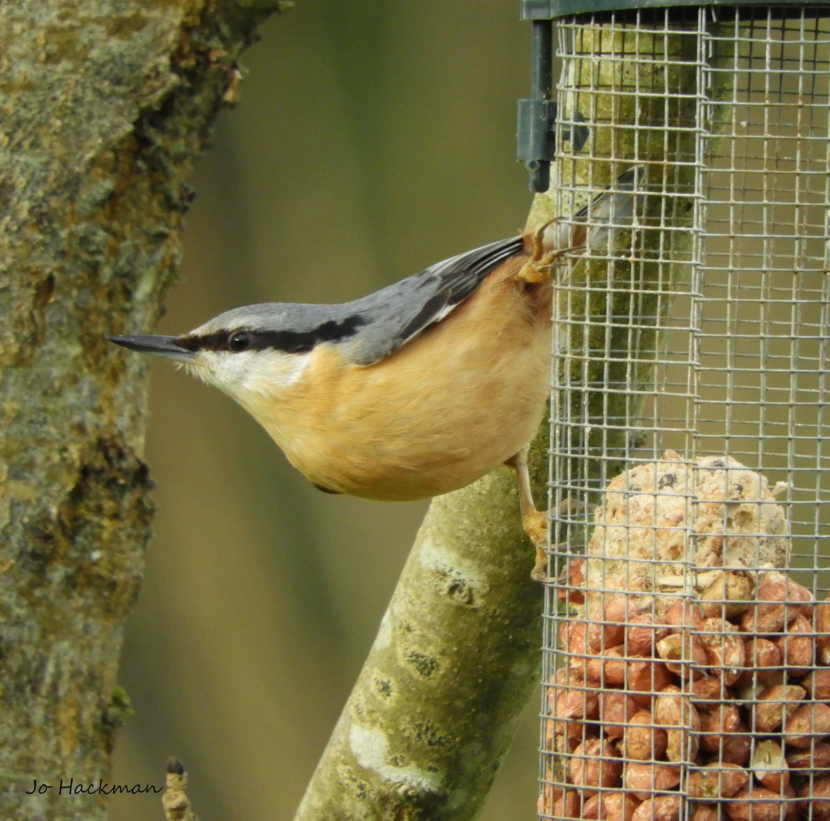 JoHackmanphotos's tweet photo. A few new visitors to the garden this morning, just in time for the #RSPB Big Garden Bird Watch. A nuthatche, Siskin, goldfinch and long tail. I had a very relaxing morning watching and photographing them. @Natures_Voice @RSPBNews @ndgazette @NDJournal @DevonWildlife @Devon_Hour https://t.co/UXLo0Yrp01