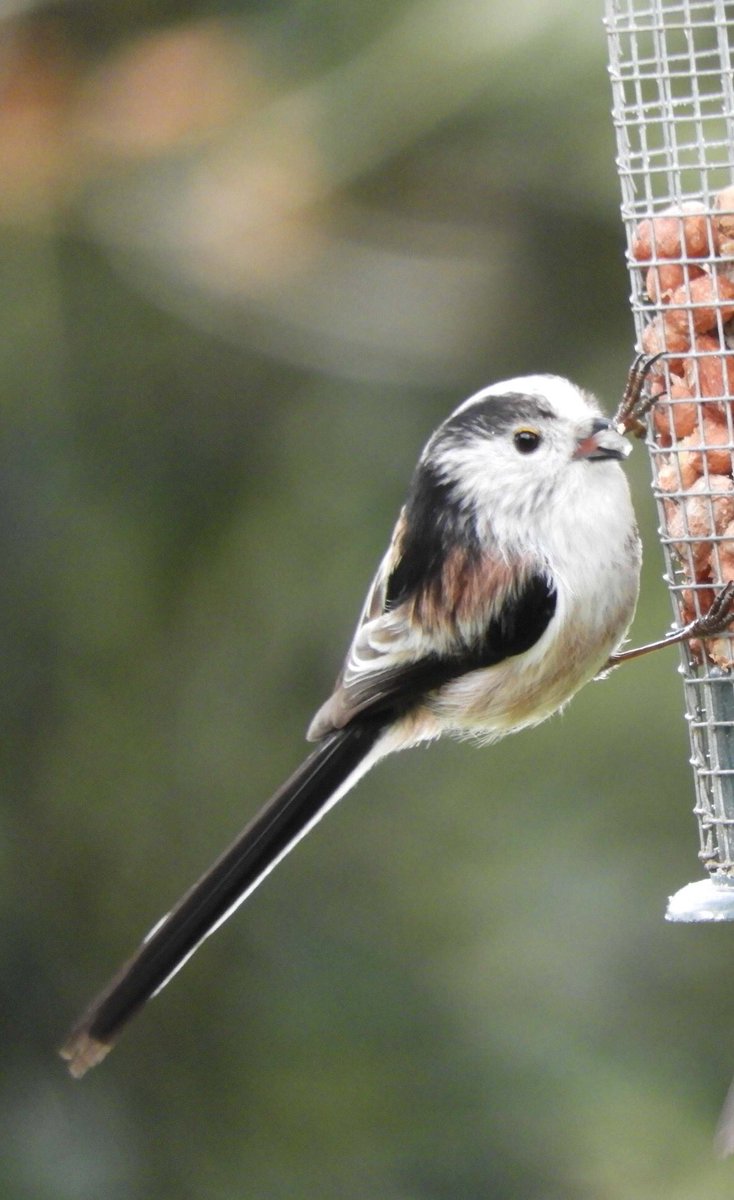 JoHackmanphotos's tweet photo. A few new visitors to the garden this morning, just in time for the #RSPB Big Garden Bird Watch. A nuthatche, Siskin, goldfinch and long tail. I had a very relaxing morning watching and photographing them. @Natures_Voice @RSPBNews @ndgazette @NDJournal @DevonWildlife @Devon_Hour https://t.co/UXLo0Yrp01