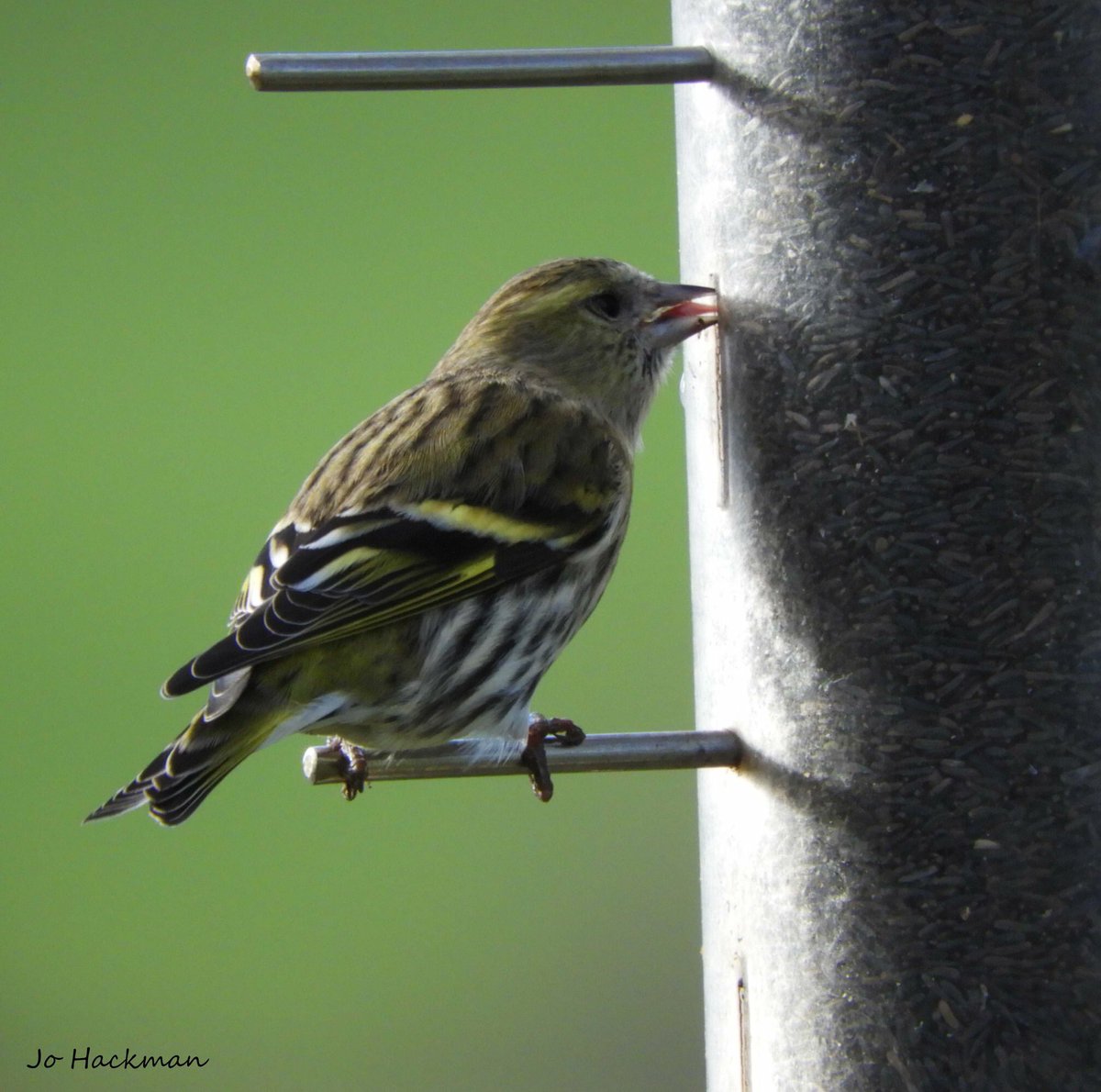 JoHackmanphotos's tweet photo. A few new visitors to the garden this morning, just in time for the #RSPB Big Garden Bird Watch. A nuthatche, Siskin, goldfinch and long tail. I had a very relaxing morning watching and photographing them. @Natures_Voice @RSPBNews @ndgazette @NDJournal @DevonWildlife @Devon_Hour https://t.co/UXLo0Yrp01