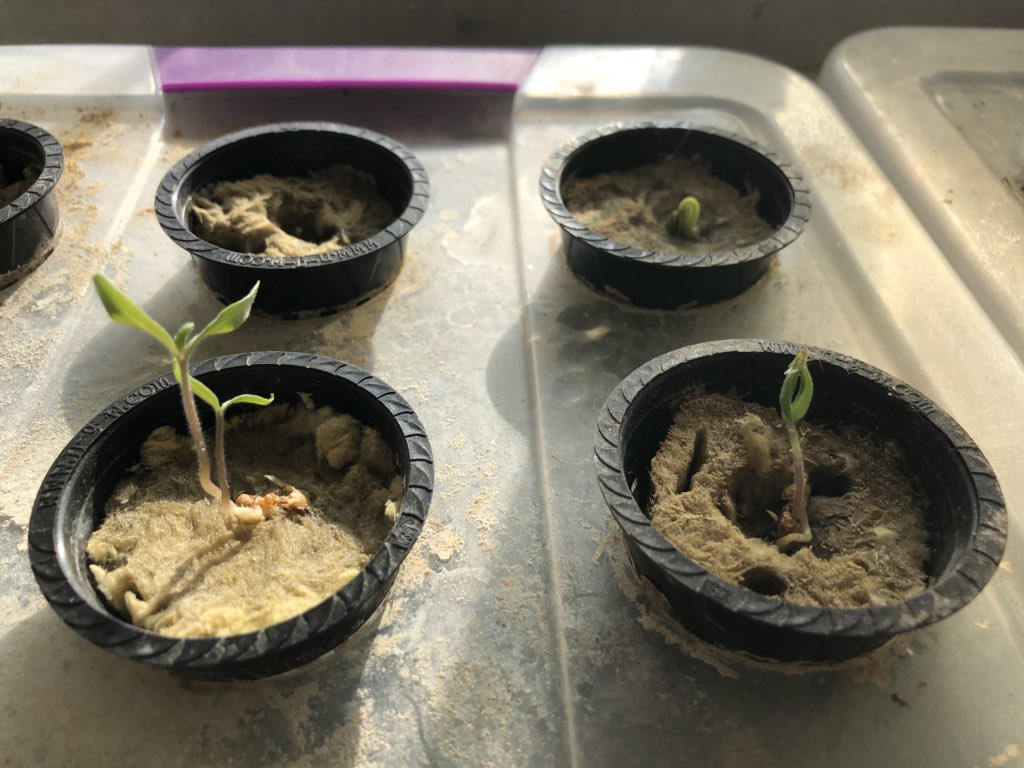 Food For All tweet media