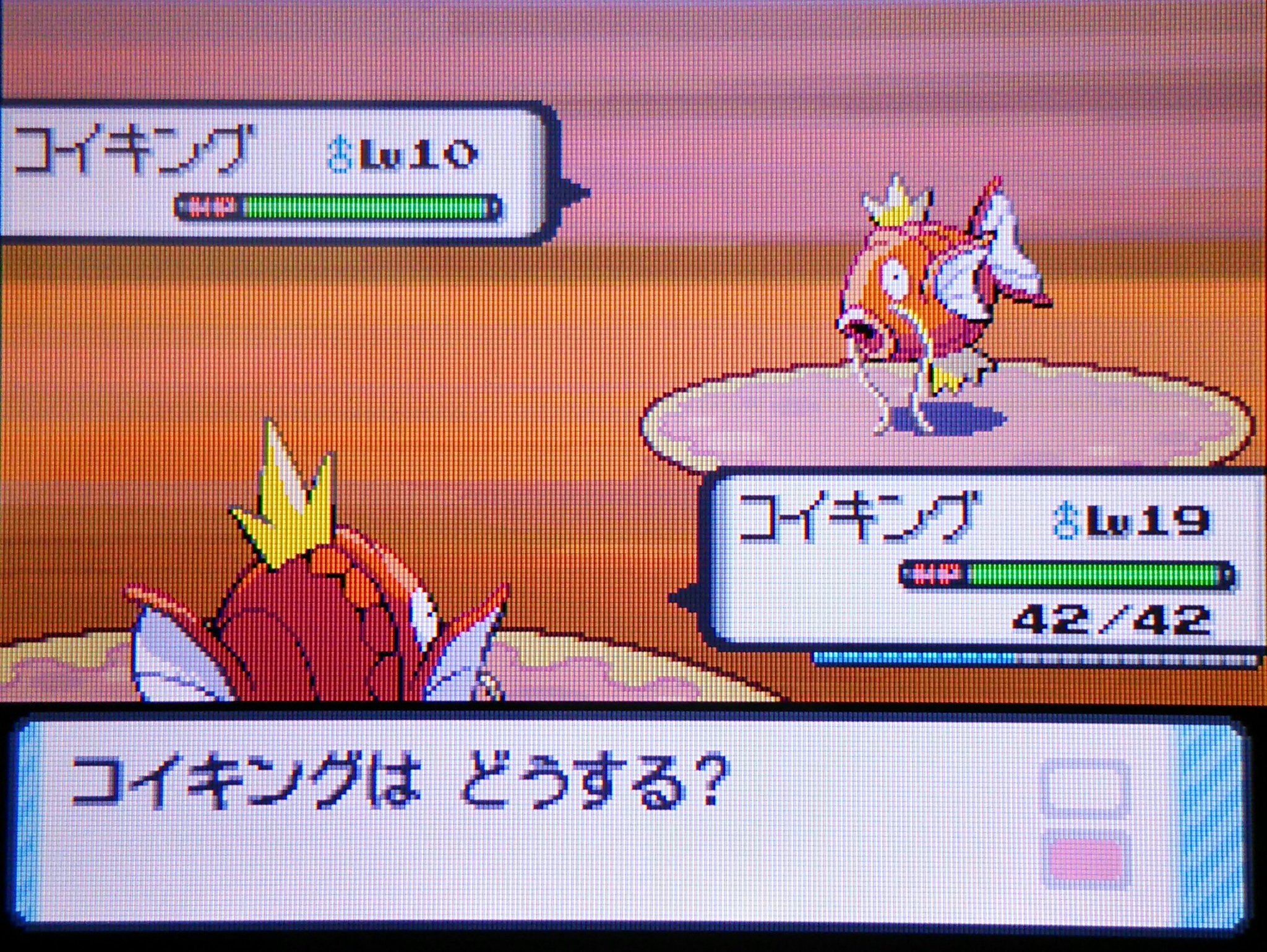 おでこメガネ Po ッチャマ ポッチャマ たいあたりを覚えたコイキング Vs はねるだけのコイキング 勝つのは ポケットモンスター ポケモンダイヤモンド