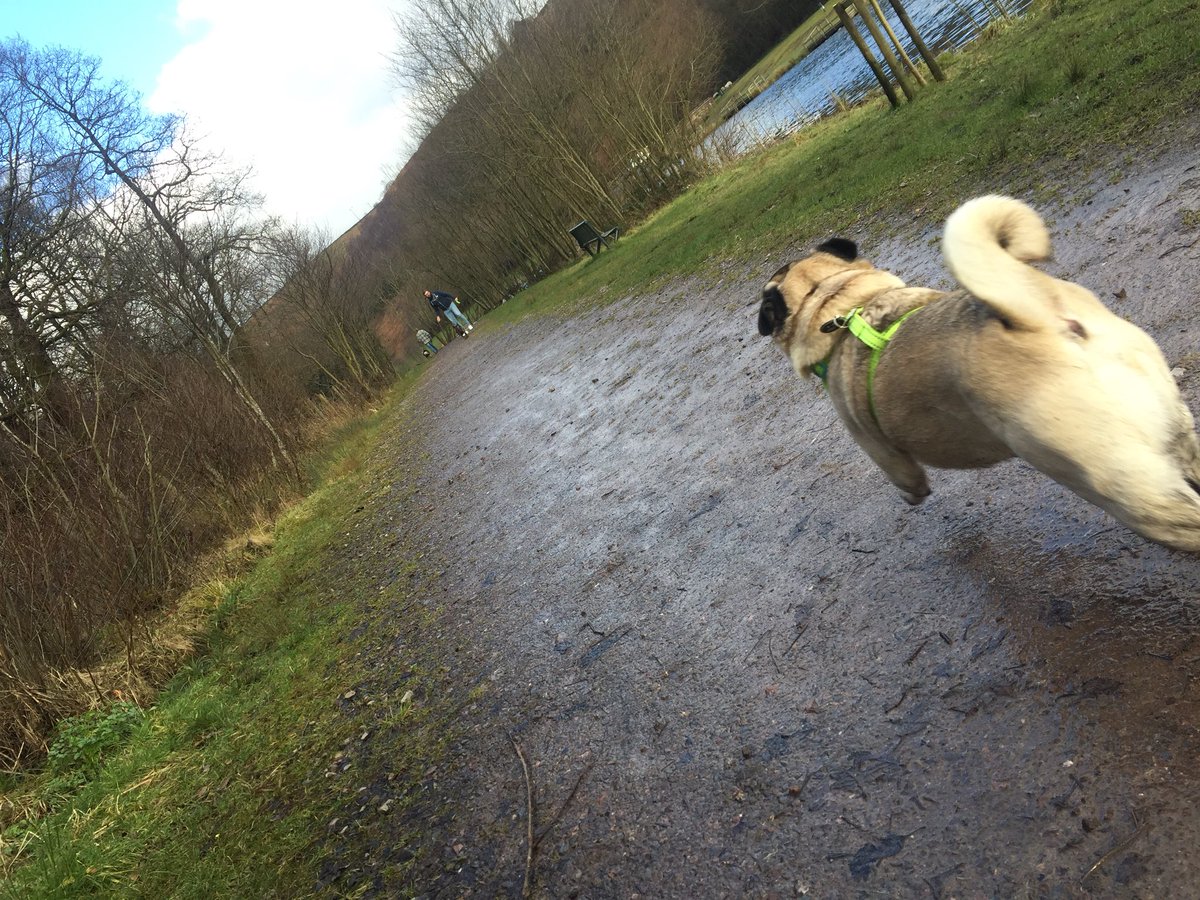VegasThePug's tweet photo. #ActionSequence #ActionPug 🐶 https://t.co/Nq8hwoPGgF