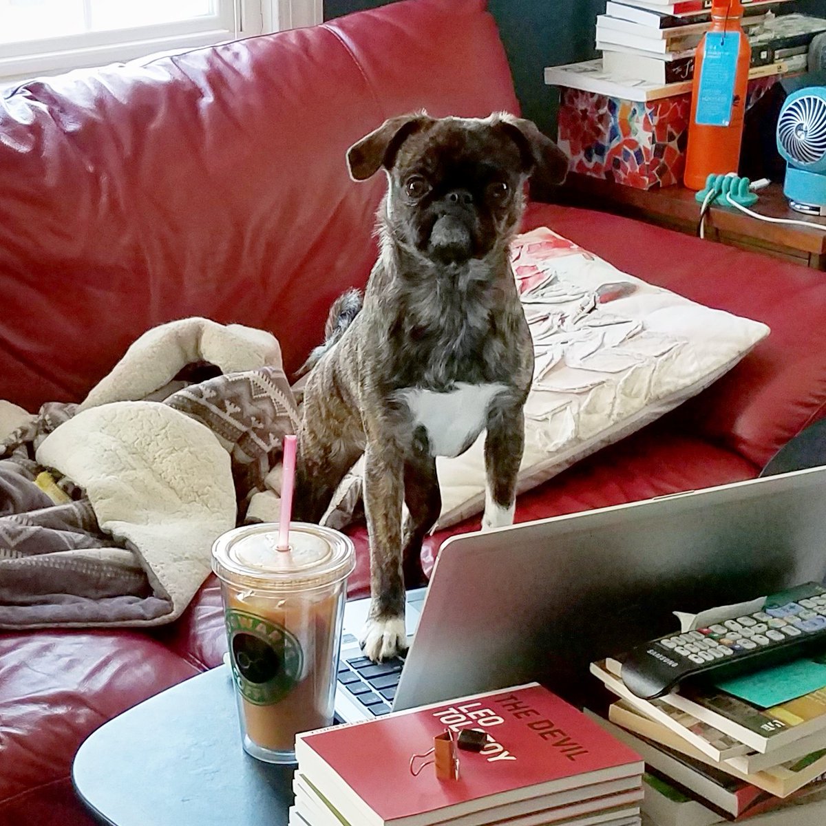 funaek's tweet photo. "Time for work. Don't disturb me. I'm busy." (she tried opening a document & restarting the computer in safe mode) #typingmonkey #troublemakermonkey #coffeeready https://t.co/hlqJKDATD8