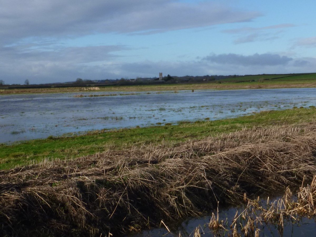 First glorious skylarks singing, while winter visiting ducks feel safe at a distance on the water - thanks to farmers for that #somersetlevels #somersetwildlife